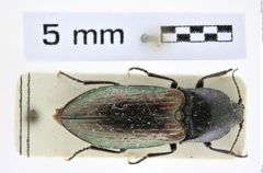 Foto (Dorsalansicht) von Selatosomus confluens (Germar, 1836) (NHMW-ZOO-COL-0008378)